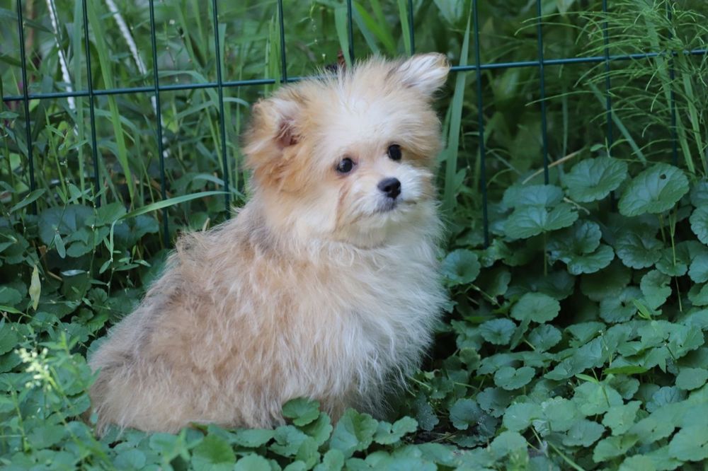 Йорк+ пудель мальчик