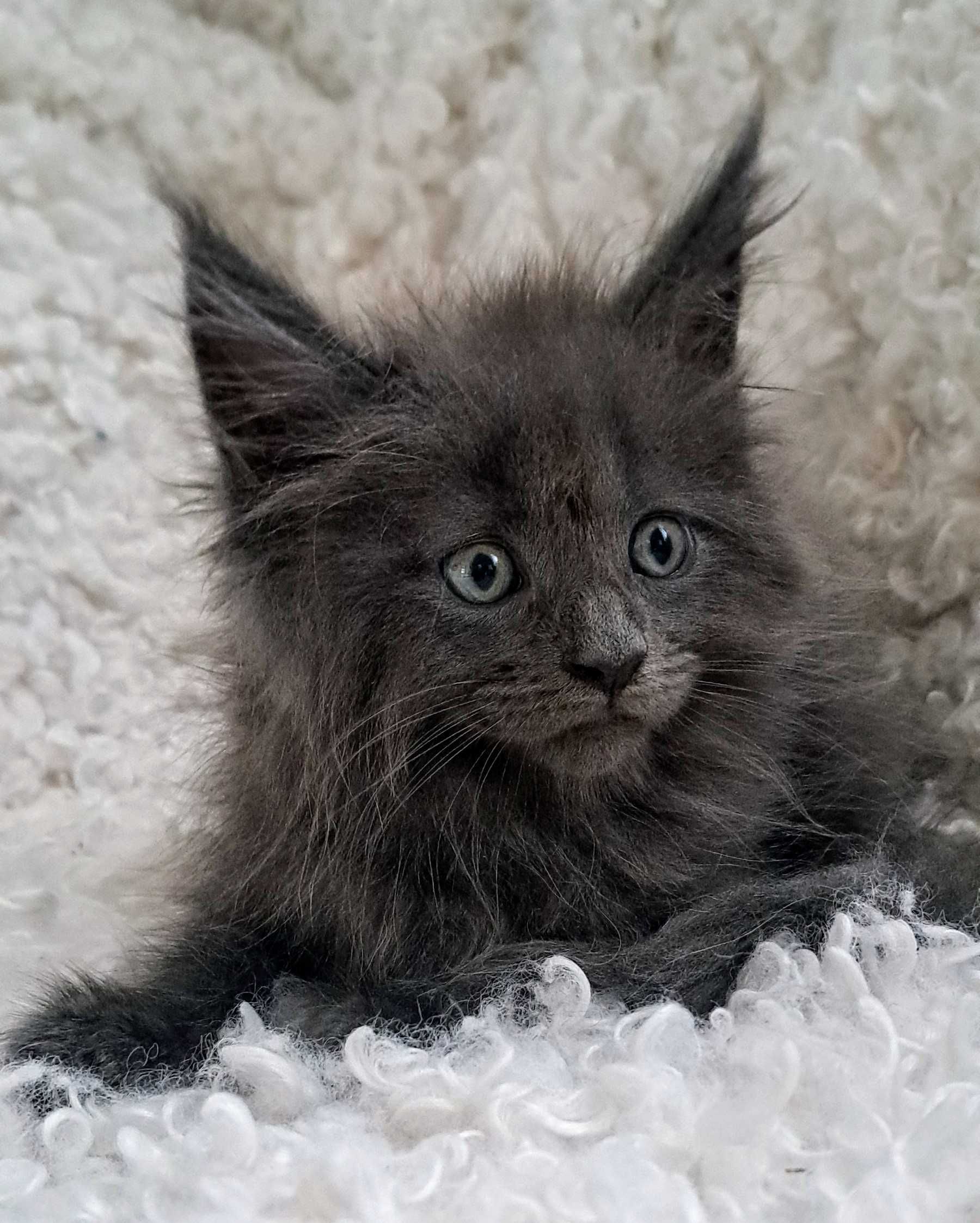 Śliczny Maine Coon
