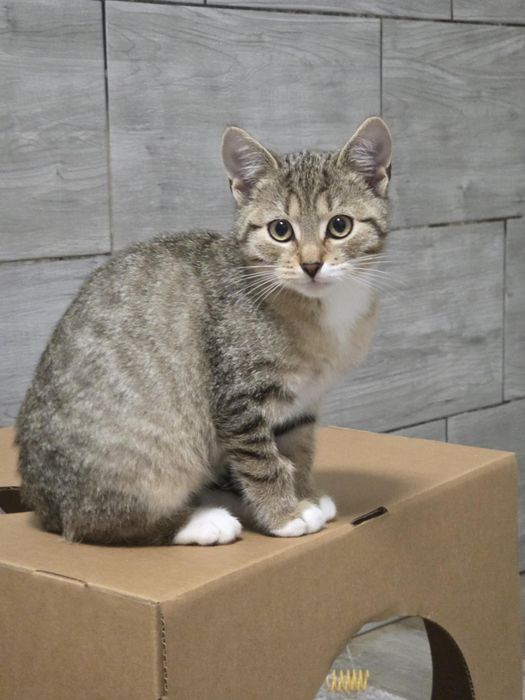 Wesoły Kangurek szuka domu