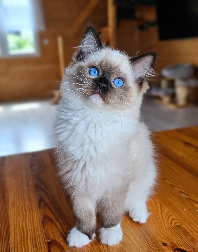 Kocurek Rasy Ragdoll