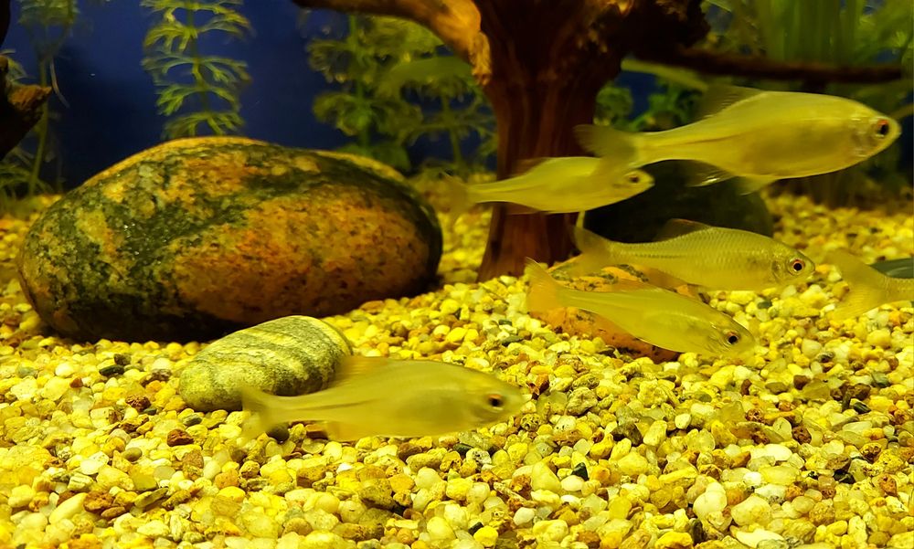 Rybki Tęczanki 4-5cm