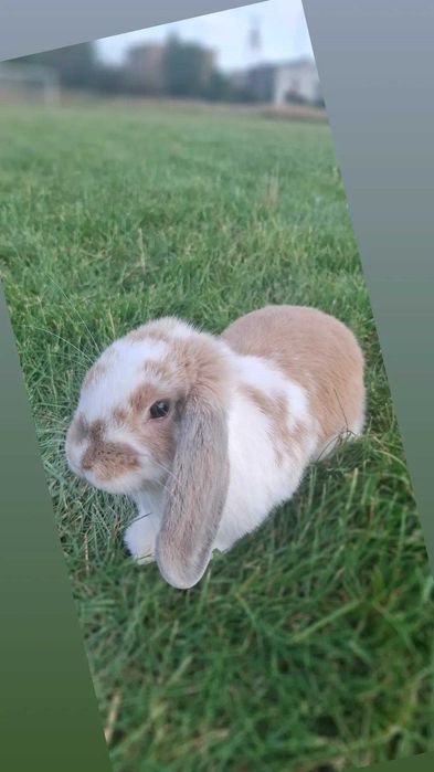 Królik z rodowodem + klatka i wyposażenie