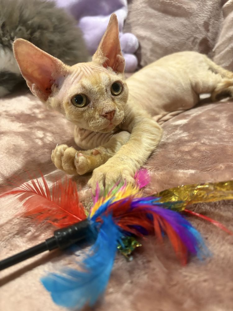 Golden mega tulaśny rudzielec devon rex PZF