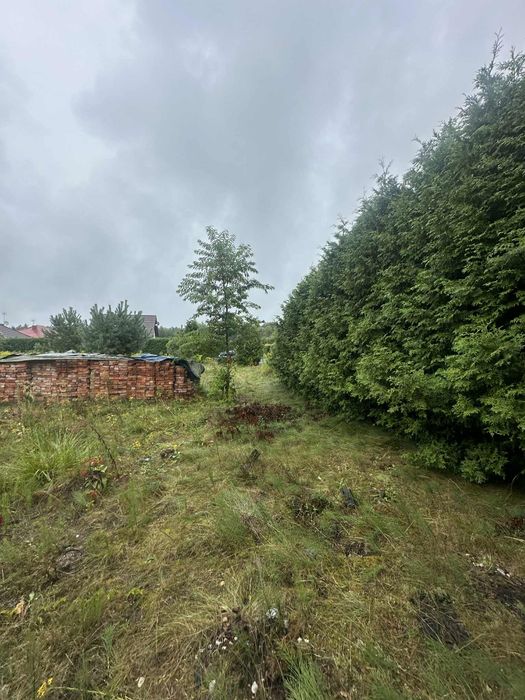 Tuje i sosny oddam za darmo