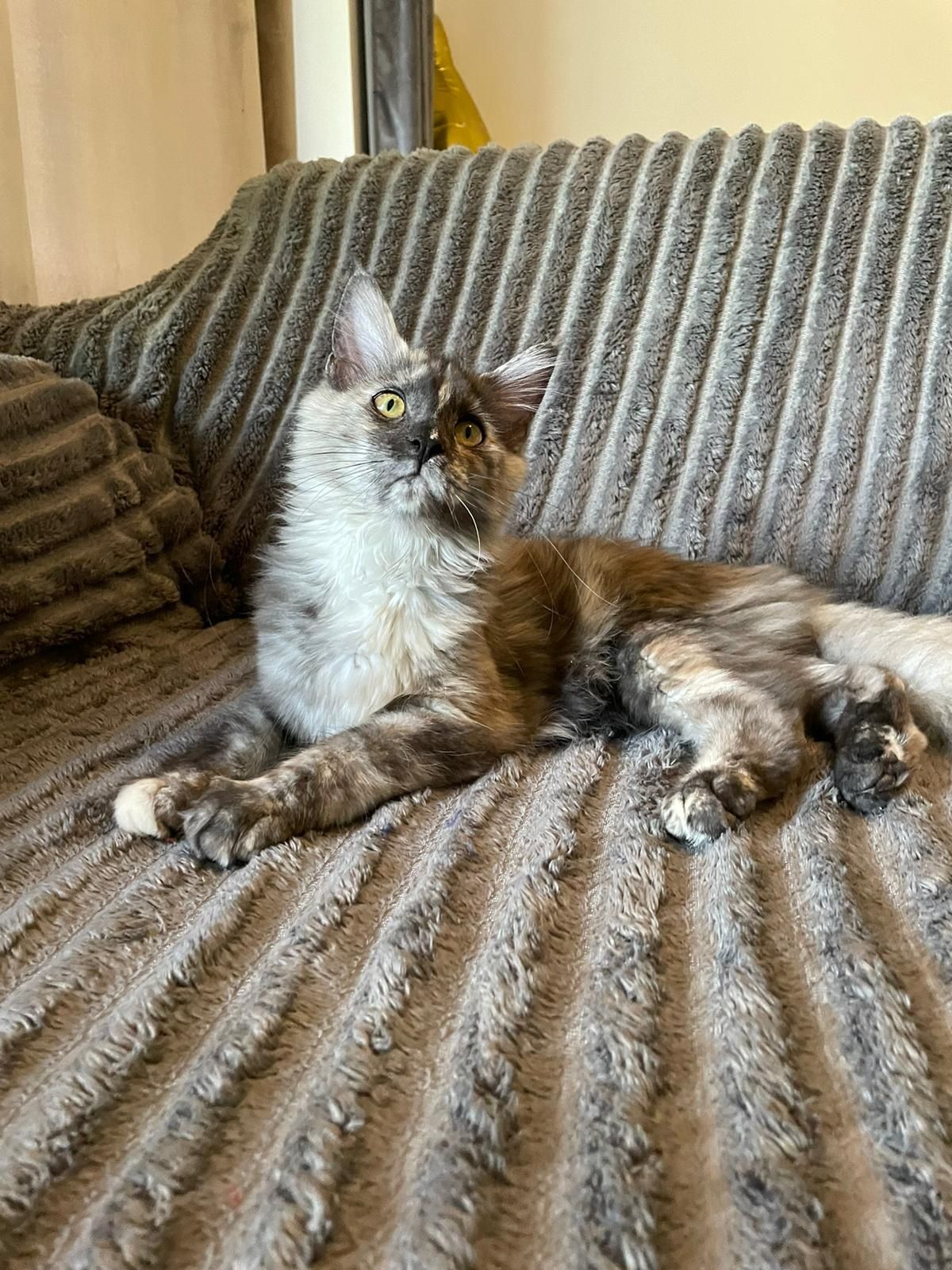 Kotka Maine Coon