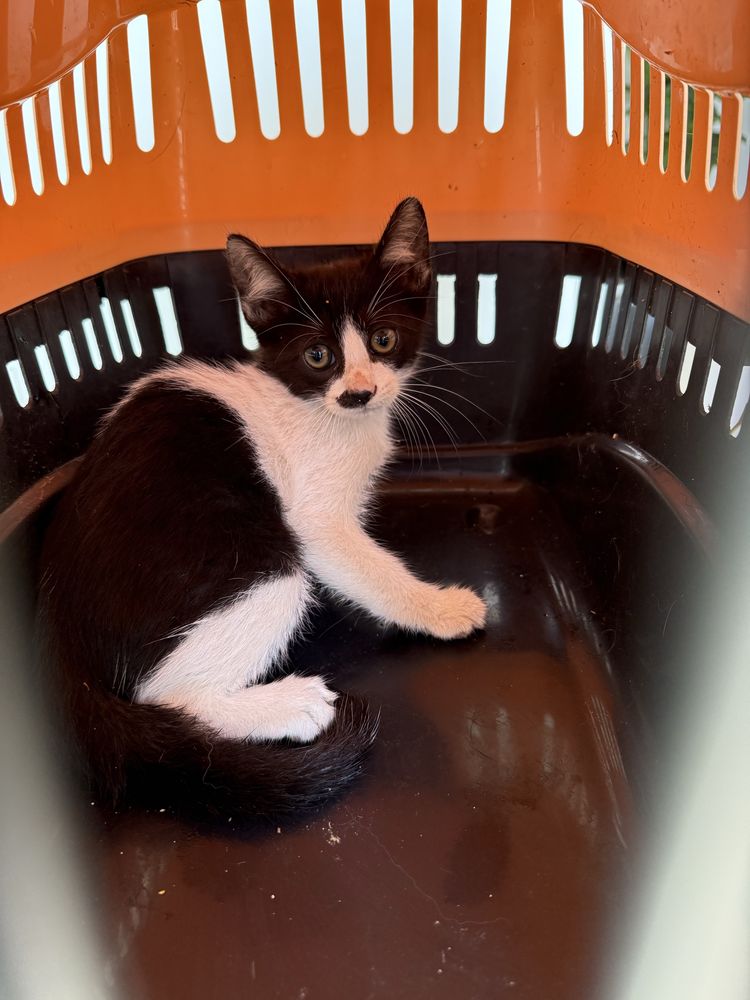 Gatinha 2 meses para adoção
