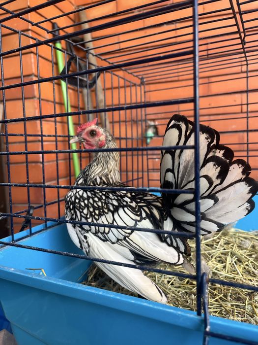 Macho de sebright prata