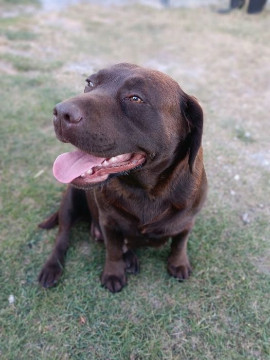 Labrador Retriever szczenie koloru czarnego po ojcu pochodzenia FCI