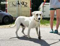 W typie labradora, 2 letni, 20 kg, adopcja za darmo oddam
