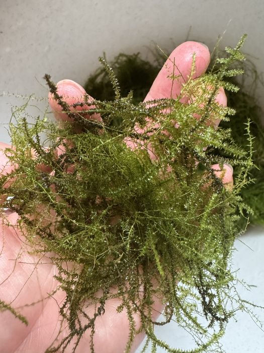 Знижка!!!Акваріумний мох: Крістмас мох, Яванський мох