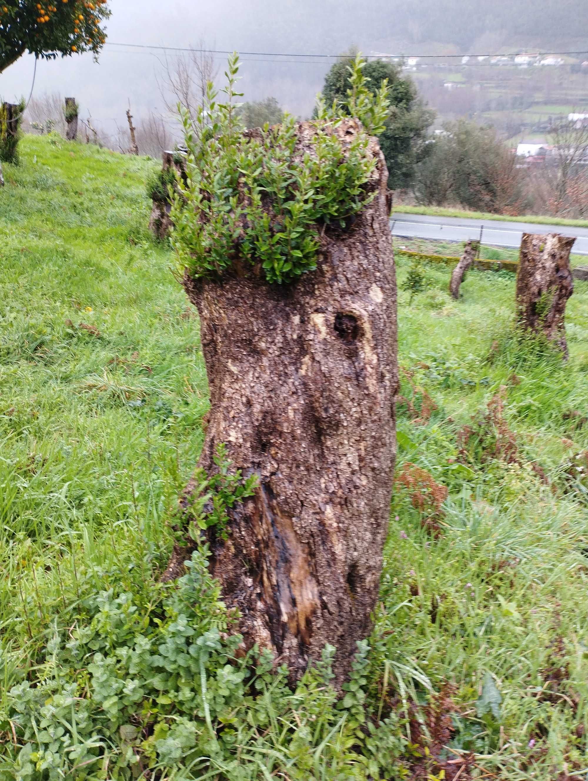 Oliveiras Centenárias