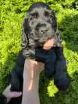 Cocker spaniel angielski