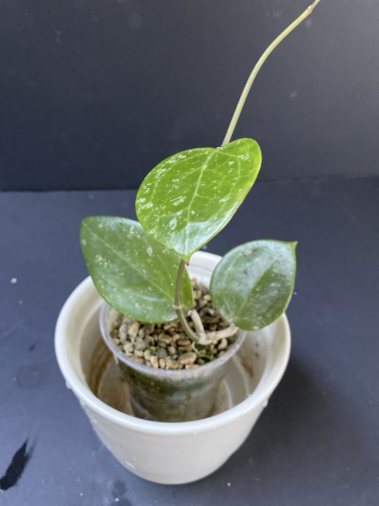 Hoya acuta rb mini
