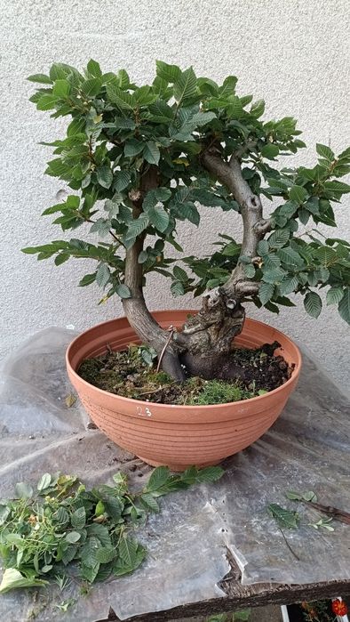 Grab bonsai yamadori