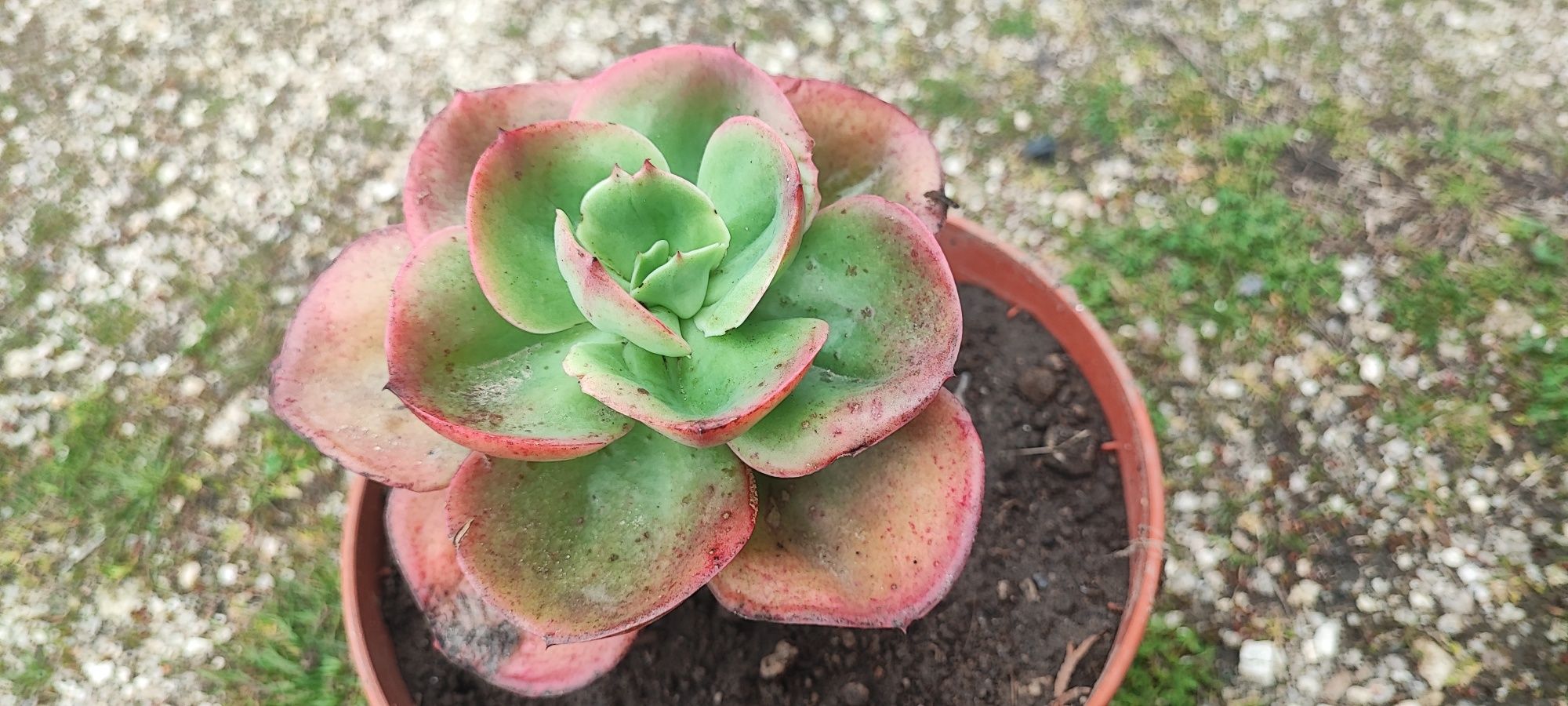 Planta suculenta