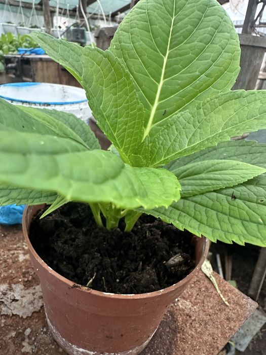 Продам молоді садженці гортензії хамеліон