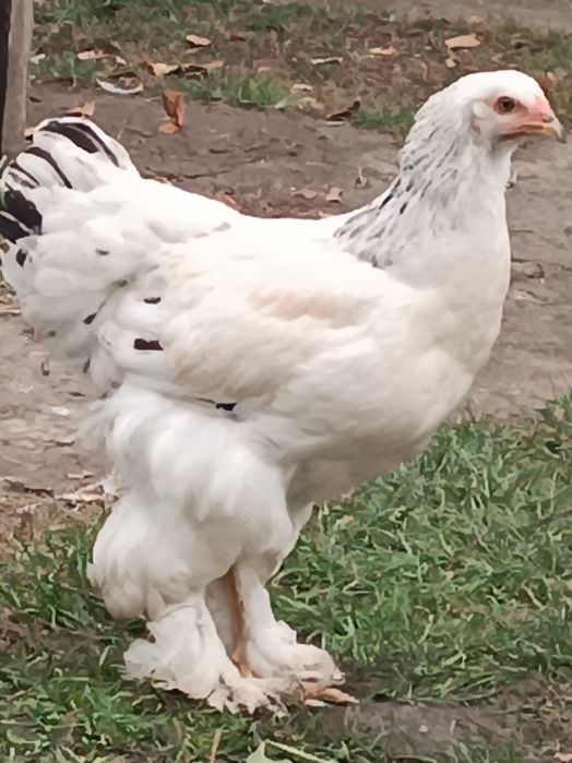 Кури  брама молодь