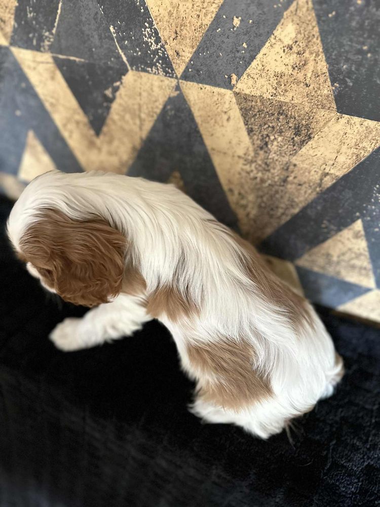 Suczka rasy Cavalier King Charles Spaniel
