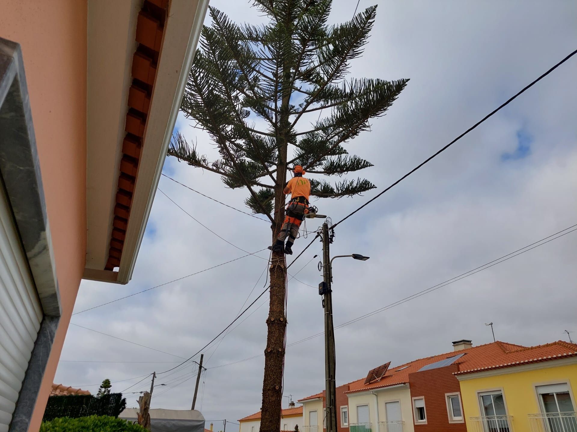 Corte e limpeza de árvores por método de escalada e limpeza de terreno