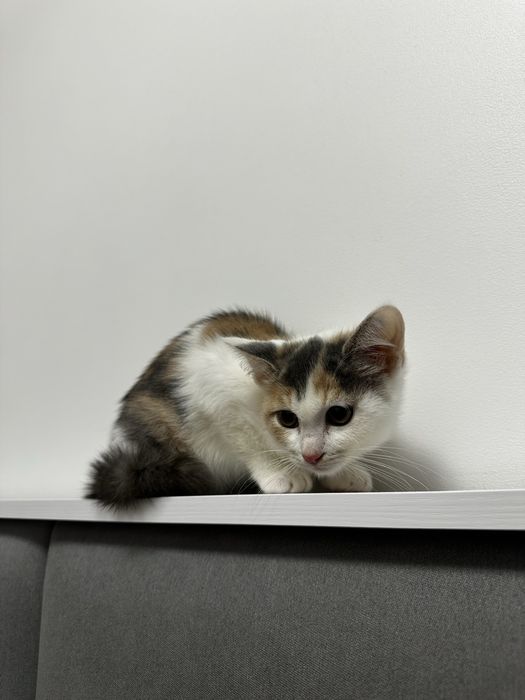 Віддамо кішечку в добрі руки