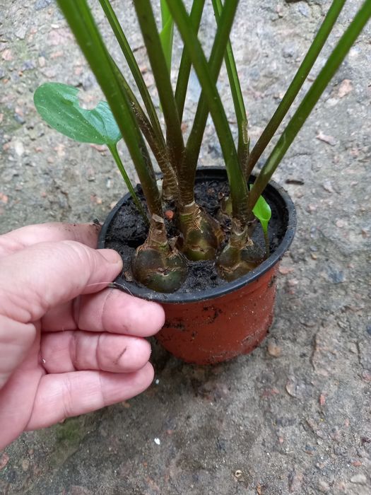 Продам Дримиопсис.Комнатный цветок.