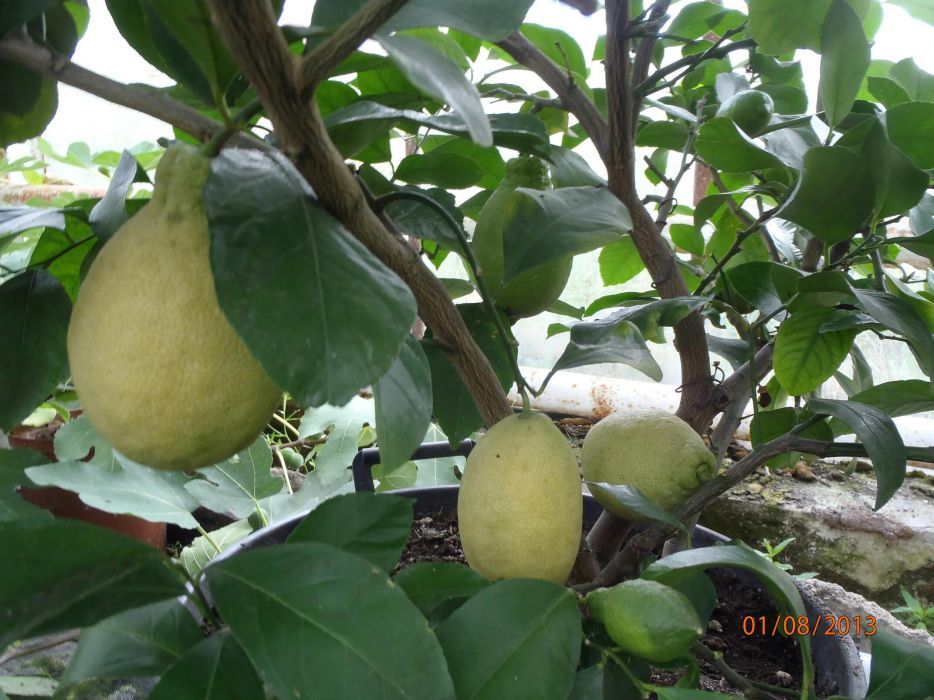 Sadzonka cytryny owocujacej -citrus meyeri w doniczce