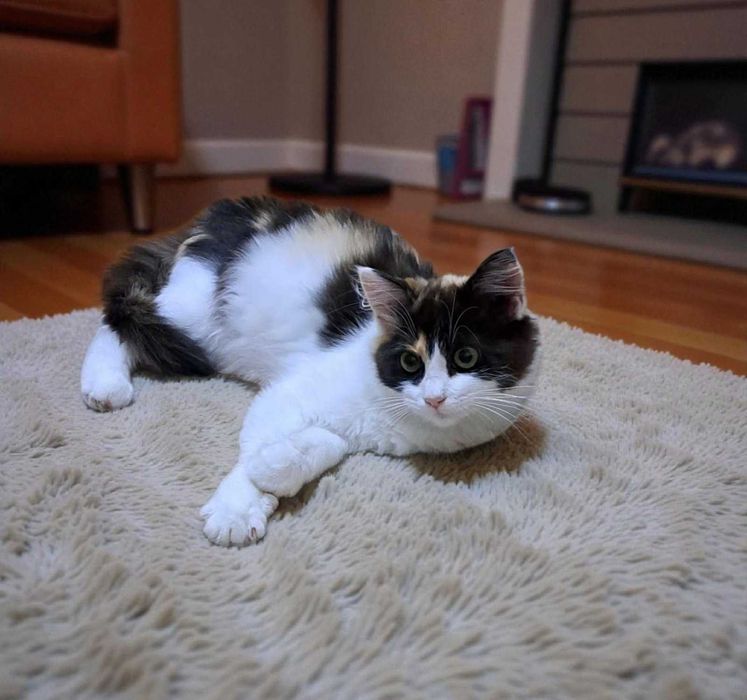 Шукає дім трьохмасна киця