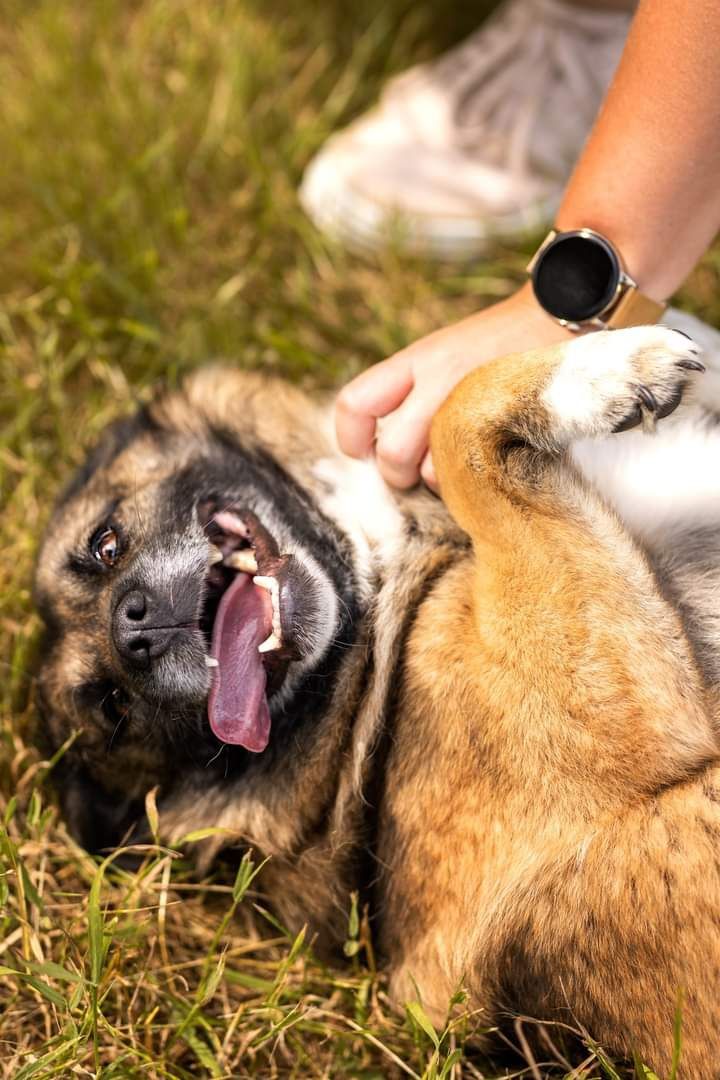 Wpatrzona w Człowieka Sunia szuka Domu!