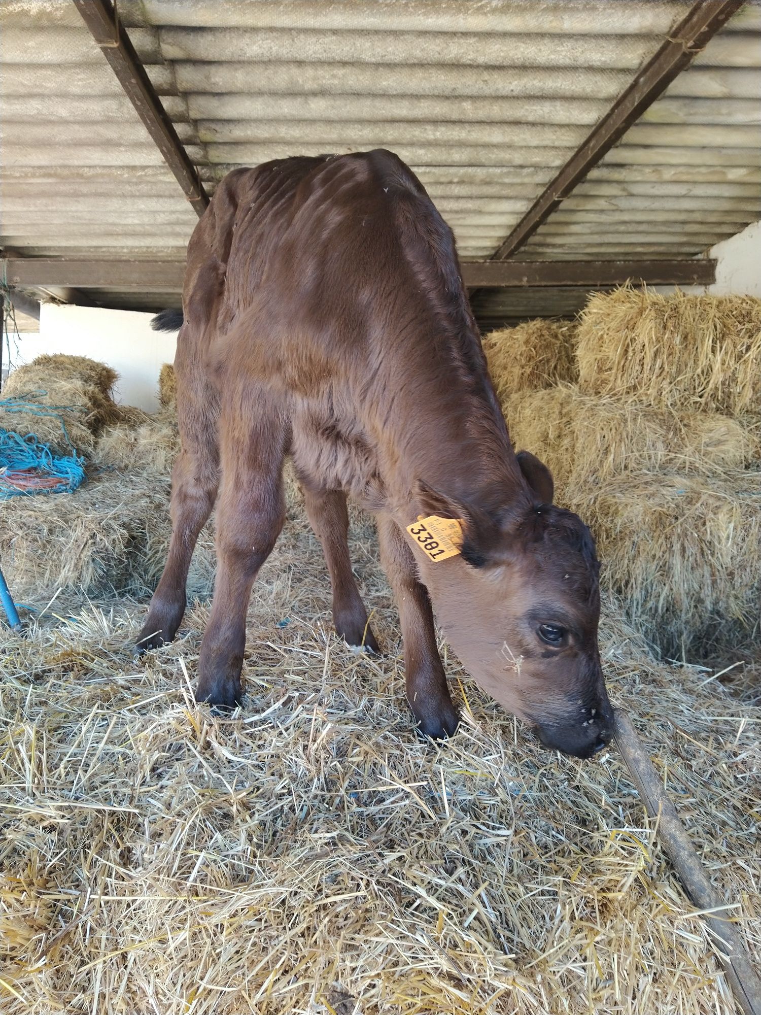 Vitelos Frísios Holstein, Angus e Limousine Oportunidade