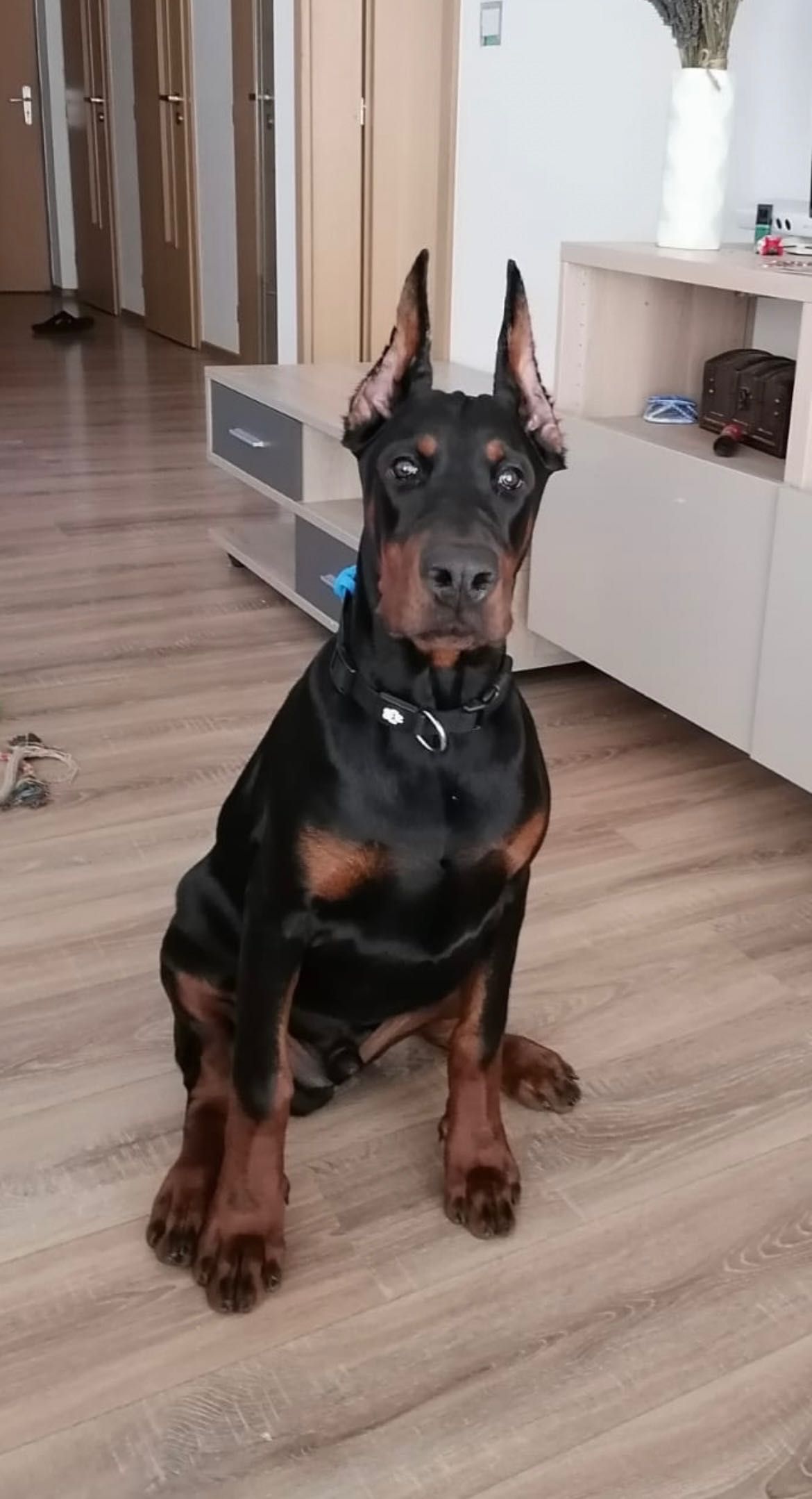 Doberman szczeniak