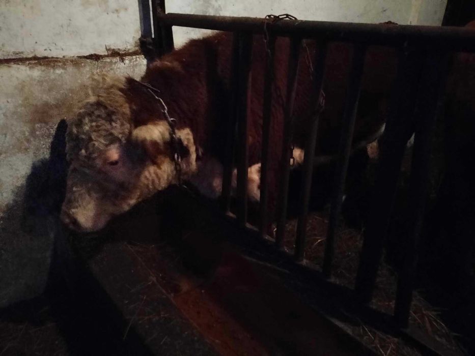 Sprzedam byka hereford