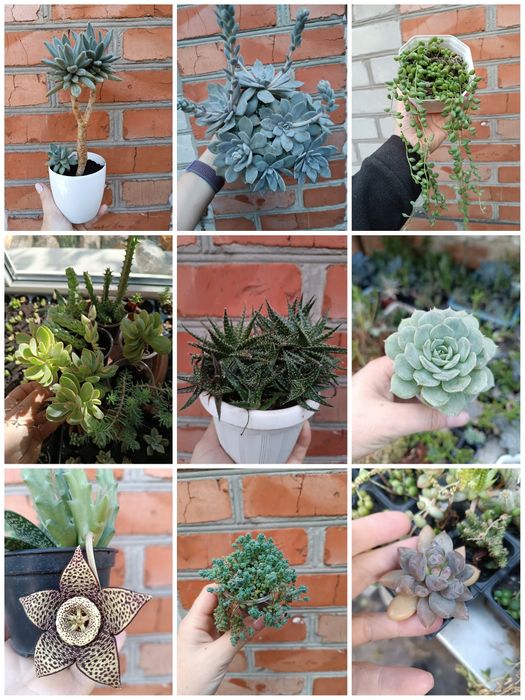 Суккуленты, Кактусы