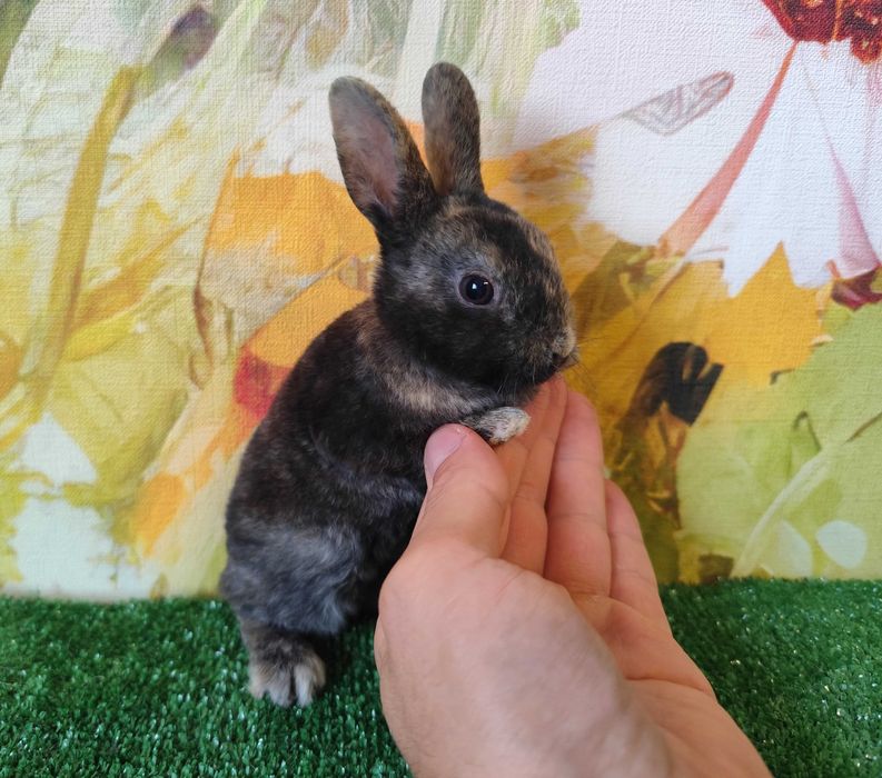 PIĘKNY Mini Rex królik miniaturka Karzełek tri kolor