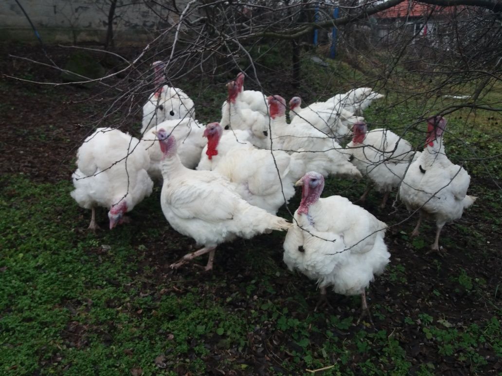 Продам м'ясо домашнього індика.