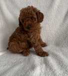Pudel Miniaturowy Plowy