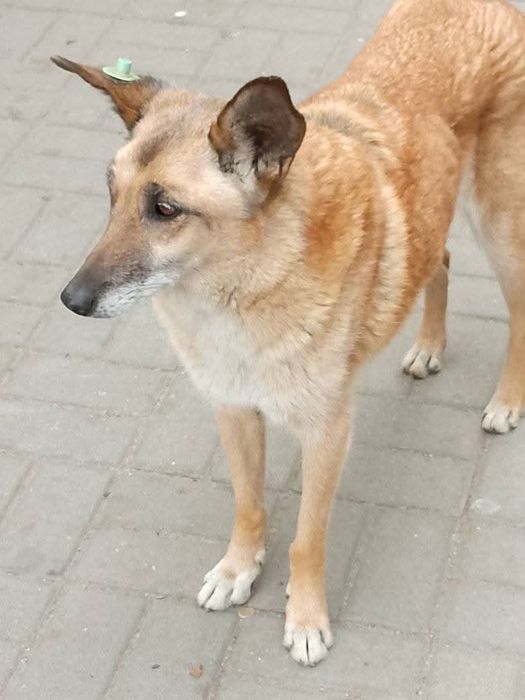 Замечена собака Космос