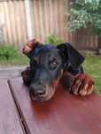 szczeniak doberman mają 3 miesiace