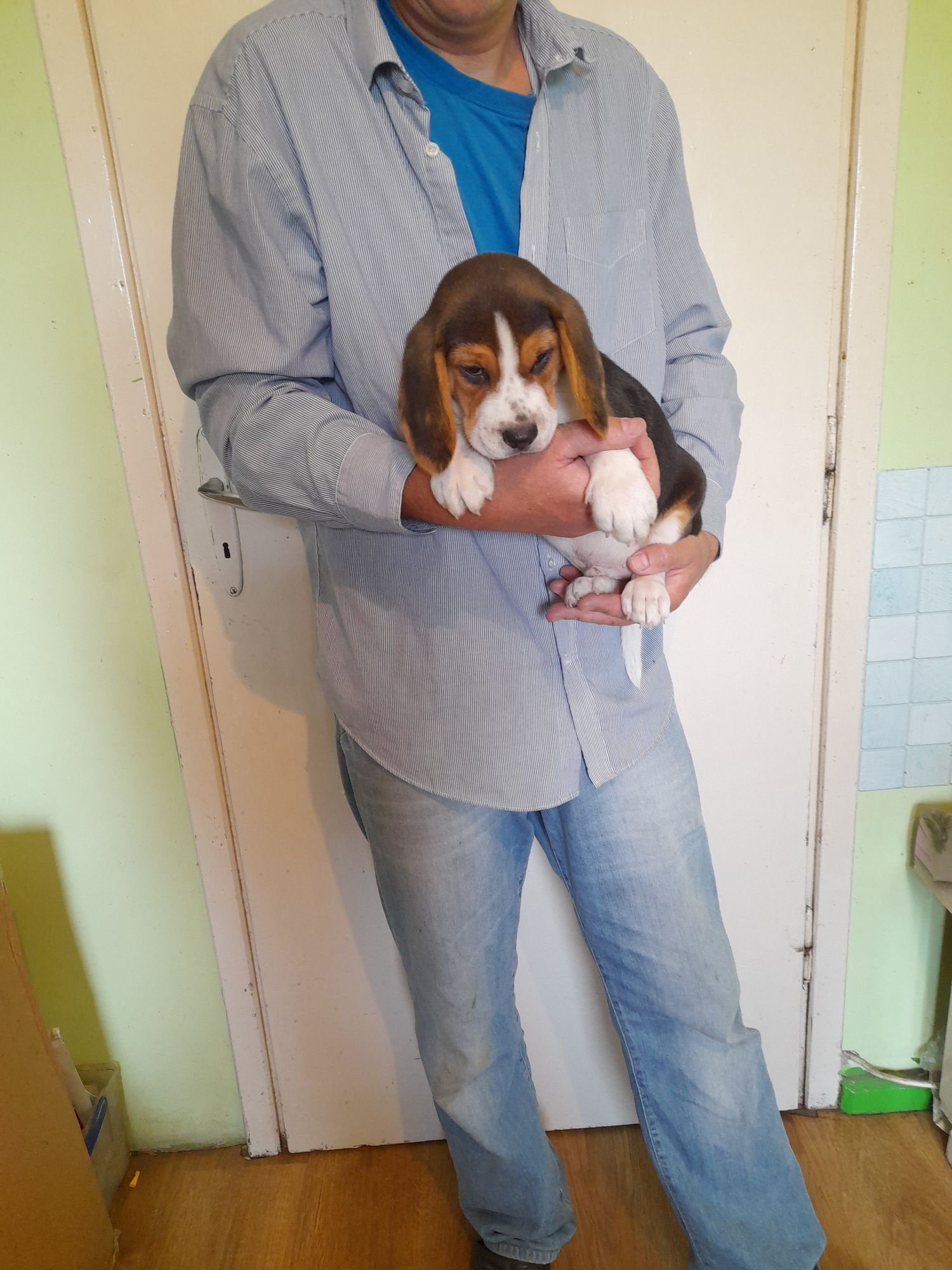 Beagle szczeniak tricolor