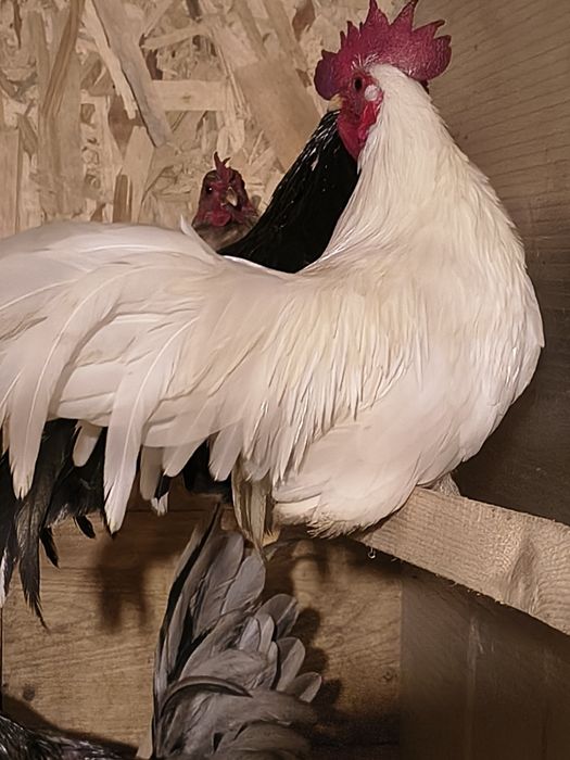 Sprzedam chabo z2025