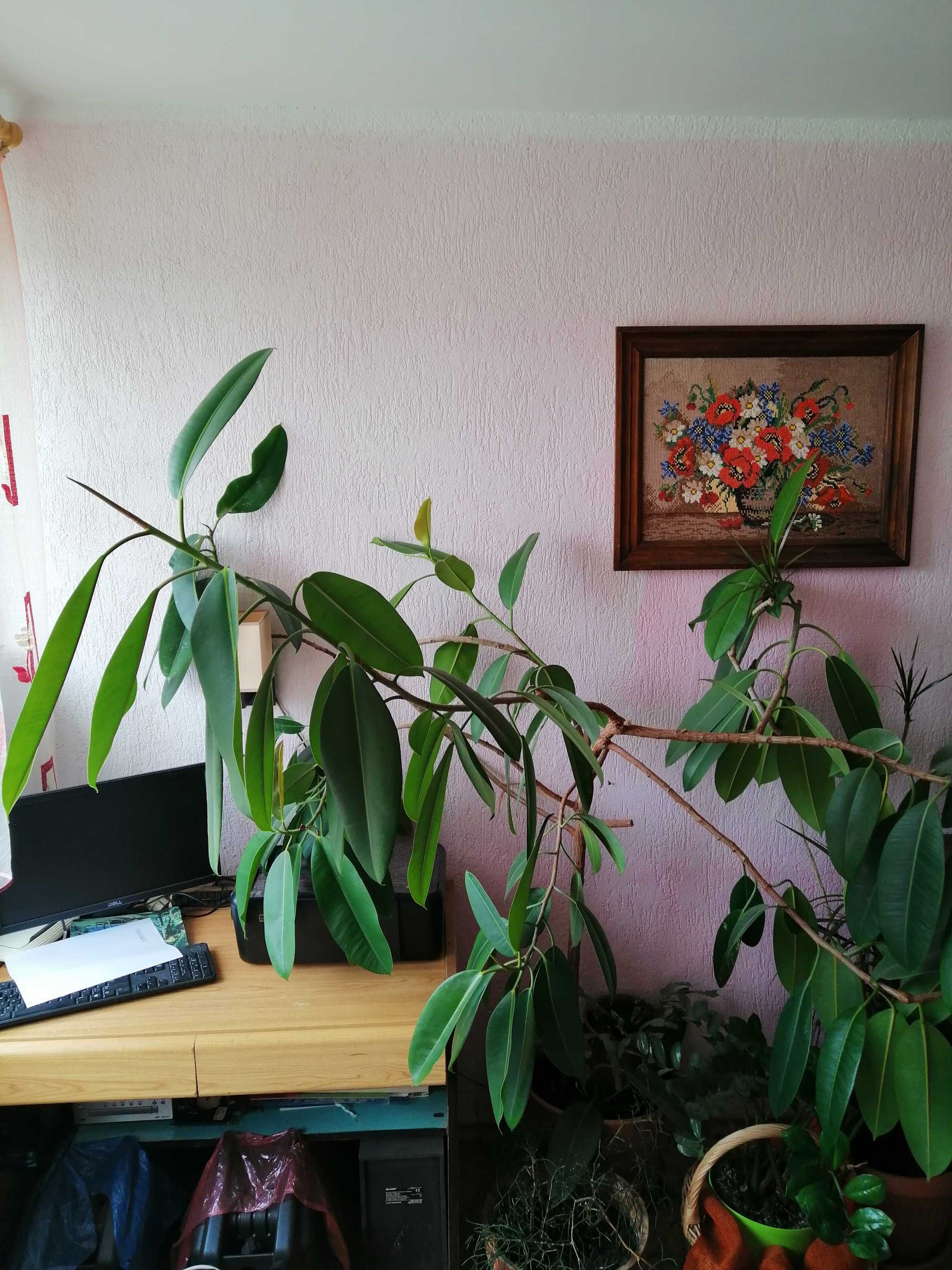 Sprzedam Fikusa wieloletniego