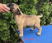 BULLMASTIFF  szczenięta-suczki