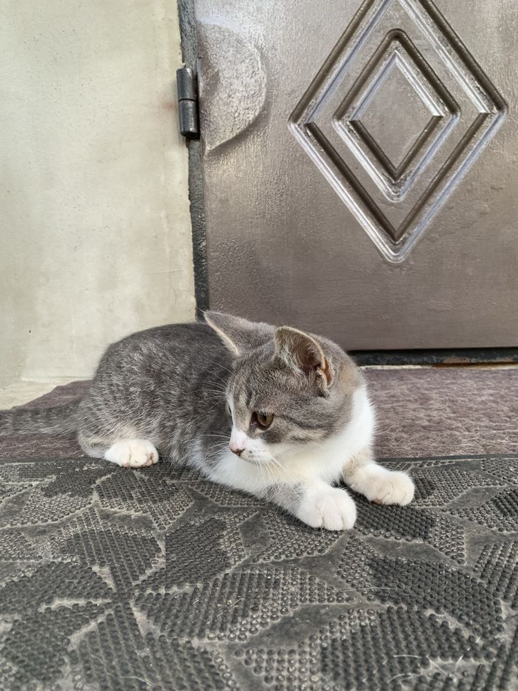 Віддам котиків в добрі руки