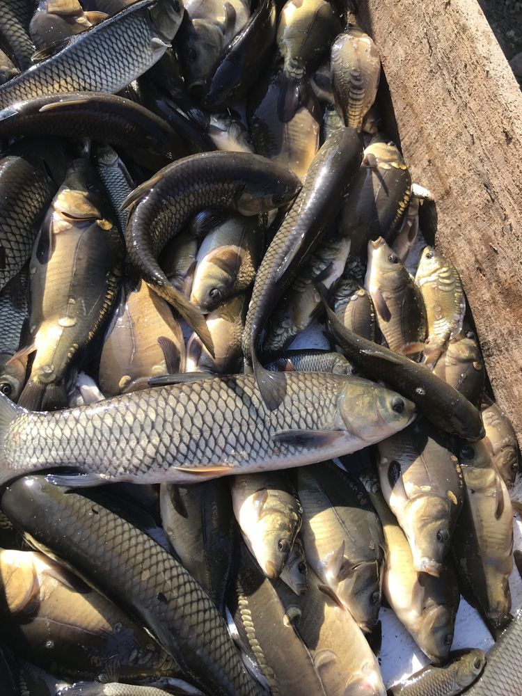 Karp kroczek  amur tolpyga