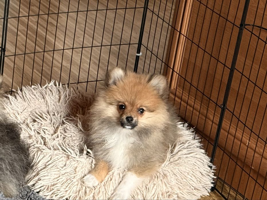 Szpic miniaturowy pomeranian komplet szczepień