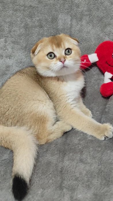 Породисті кошенята висловухі прямовухі золота шиншила хлопчик дівчинка