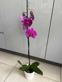 Storczyk kwiat doniczkowy orchidea