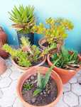 Plantas várias motivo mudança