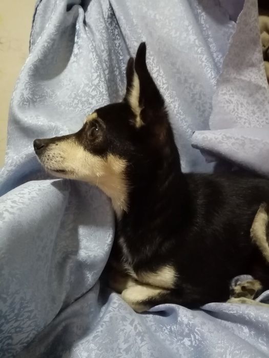 Безкоштовно!!! Терміново!!! Собака