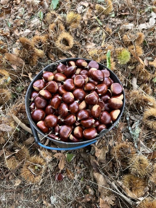 Castanhas grandes e boas