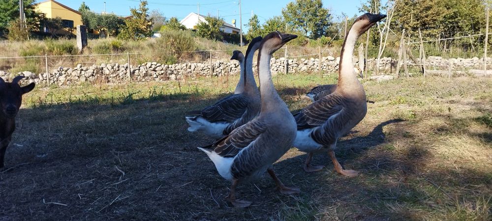 Ganso da Guiné/africano